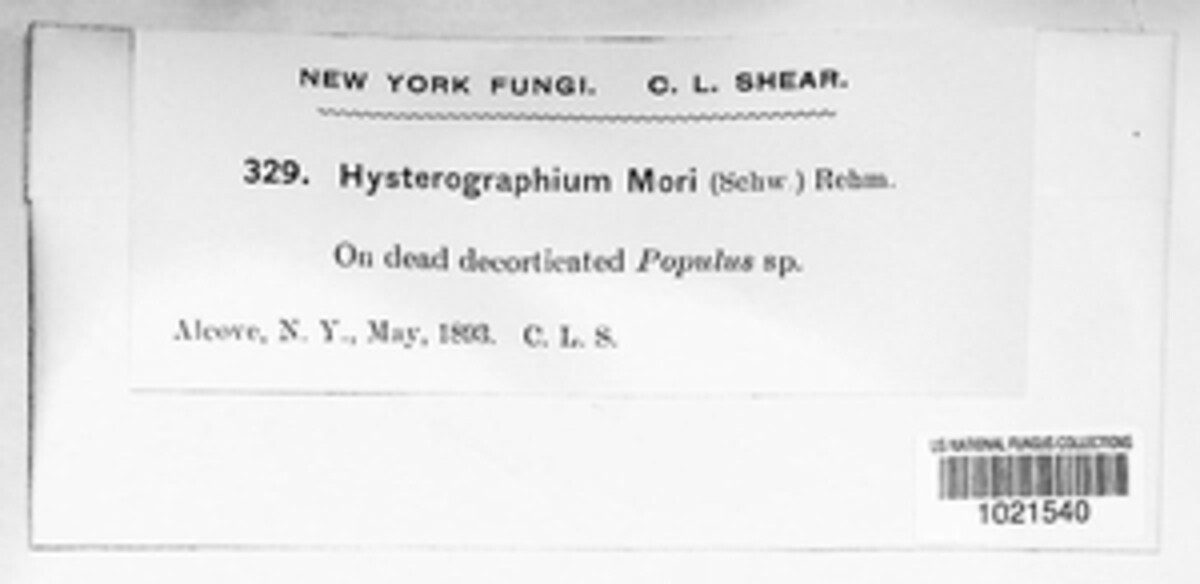 Hysterobrevium mori image
